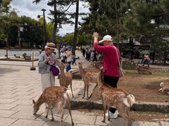 -奈良公园