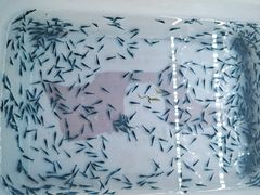 -华声天桥民俗文化园