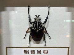 -上海大自然野生昆虫馆(东方明珠·爬宠昆虫探索中心)