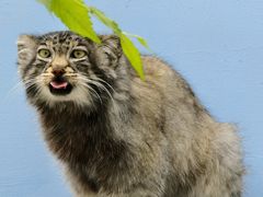 -青藏高原野生动物园