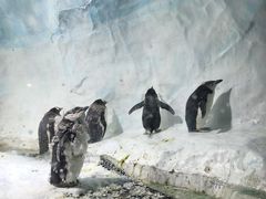 -海合安成都极地海洋公园