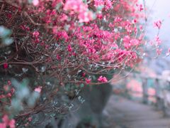 -木兰云雾山