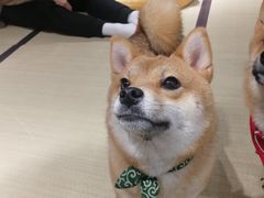 -逗柴咖啡屋·狗咖猫咖宠物桌游
