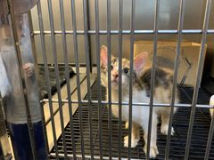 -PETKIT小佩宠物·低压洗护(国顺东路店)