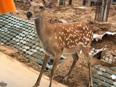 -秦皇岛野生动物园