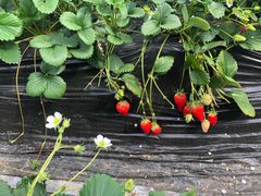 -大自然农场蔬菜草莓采摘园