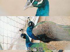 -丹樱生态园
