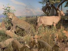 -陕西自然博物馆