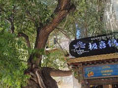 -古树酸奶(八廓南街店)