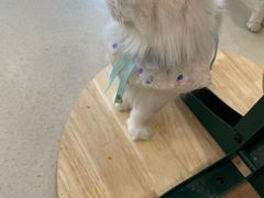 -共舞时光猫咖·狗咖(新街口店)