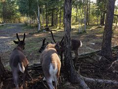 -北极村旅游风景区