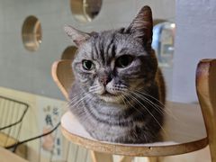 -豆逗聊愈猫阁Easy Life