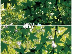 -上海共青森林公园