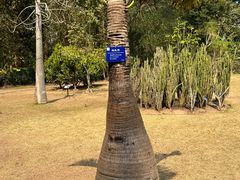 -中国科学院西双版纳热带植物园