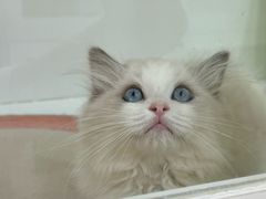 -青奢宠物·青奢猫舍