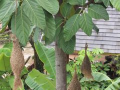 树上的鸟窝-火咂咂竹筒宴(告庄店)