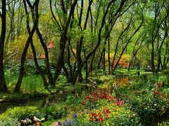 -上海共青森林公园