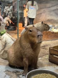 -Zoolung Zoolung动物主题公园(海信广场店)