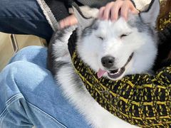 -Husky Go! 哈士奇体验馆·宠物咖啡厅狗咖