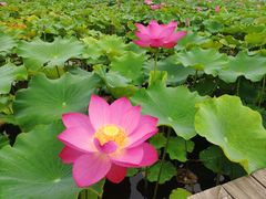 -石家庄市植物园