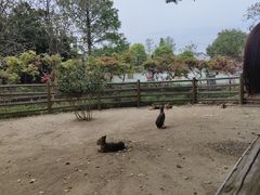-苏州太湖西山岛开心农场