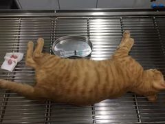 -荣耀金沙动物医院(清江西路店)