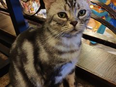 -more than meow吴止猫主题餐厅(承德 中船汇店)