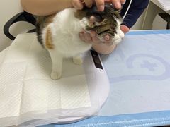 -美联众合动物医院·24h转诊中心