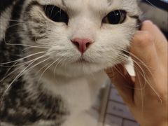 -御宝贝·A梦猫科宠物医院(国际猫友好医院)