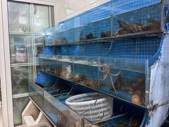 -宾朋海鲜特色美食餐厅·纯手工鲅鱼水饺(兴海路店)