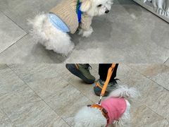 -斯普瑞斯奥特莱斯