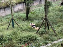 -中国大熊猫保护研究中心雅安碧峰峡基地