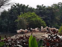 -广州长隆飞鸟乐园
