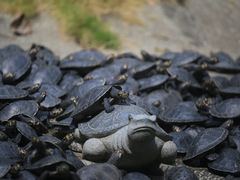 -深圳野生动物园