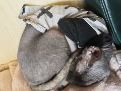 -猫小院猫主题餐厅(三里屯店)