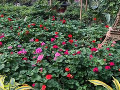 -南宫五洲植物乐园