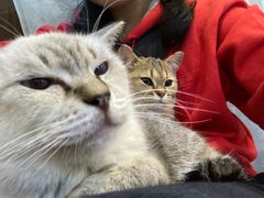 -松果猫咖(桐乡吾悦金街店)
