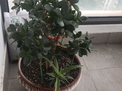 -新湖明珠城