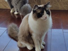 -Catmate·猫肥家润(金润铂宫店)