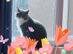 -伟伟宠物医院·瑞派猫友好医院·猫科(光谷店)