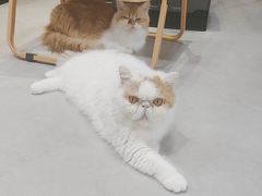 -Heymao猫咖.咖啡厅(东门店)
