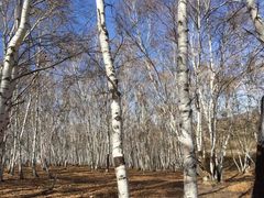 -塞罕坝国家级自然保护区