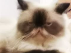 -猫小院猫主题咖啡厅(北锣店)