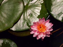 -上海滨江森林公园