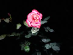 -人民公园(罗湖区)