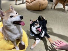 -逗柴咖啡屋·狗咖猫咖宠物桌游