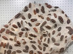 -辽宁古生物博物馆