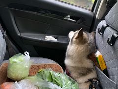 -陈有良尖椒鸡(渝中旗舰店)