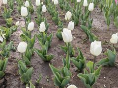 -长春公园(普阳街道)