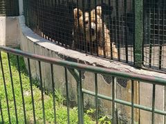 动物-青岛动物园